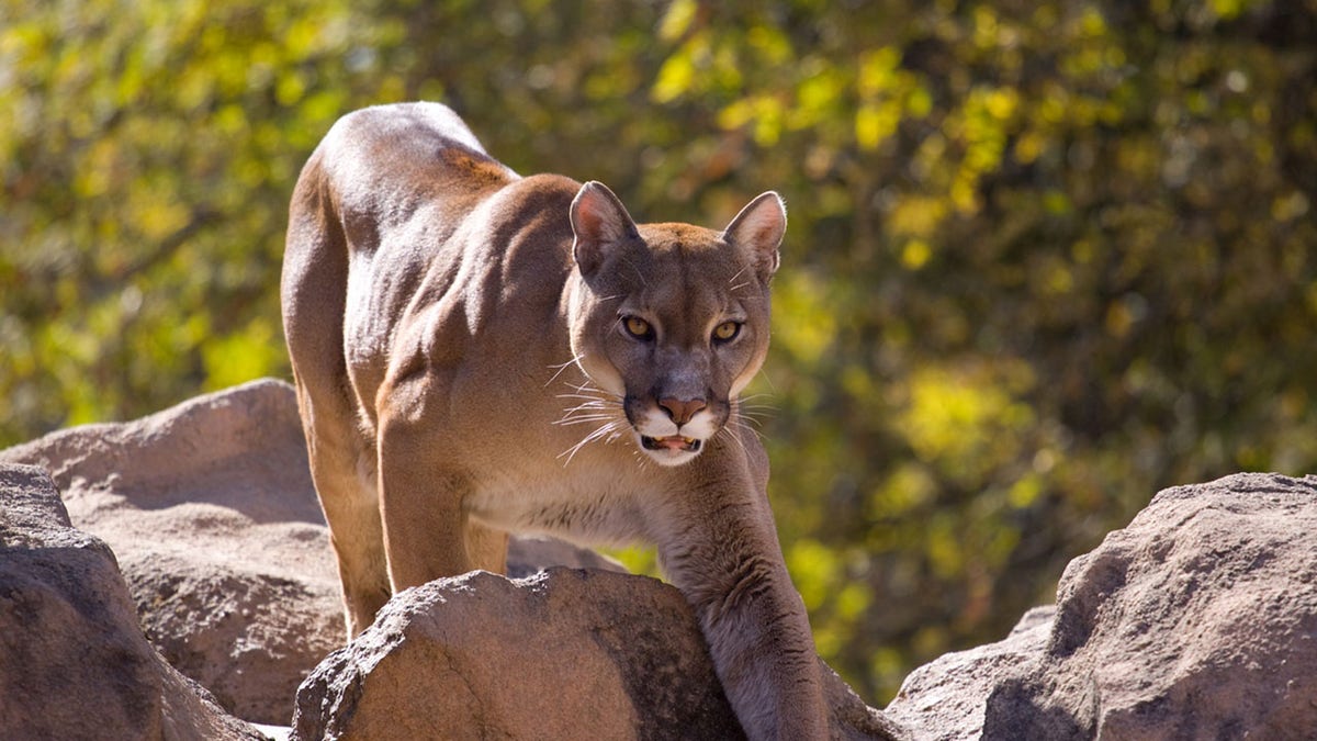 cougar attack human washington