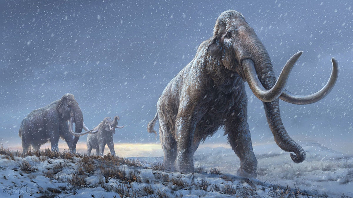 An illustration of the steppe mammoth.