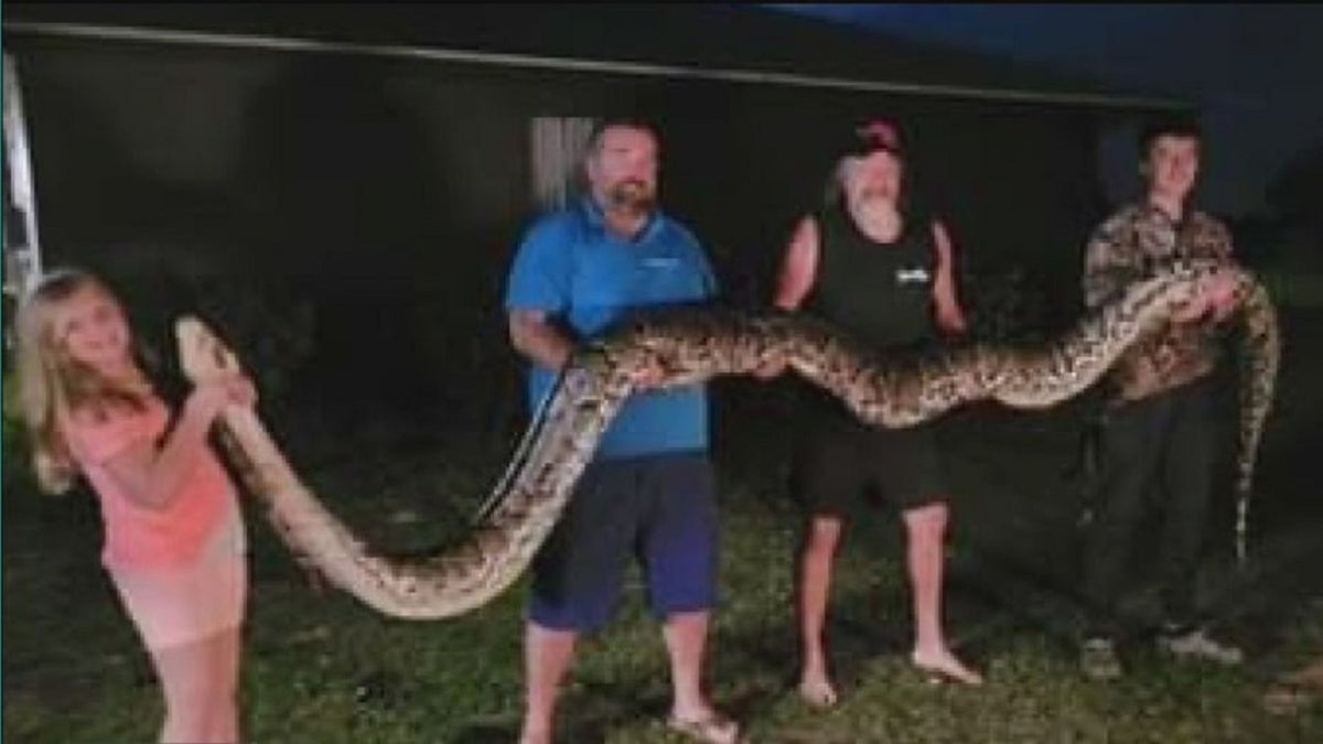One hundred eggs were found inside the snake, part of an invasive species, Fox 13 reports. (Courtesy Aaron Brown and William Wilkinson)