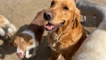 Faced with shutdowns, the pet industry gets creative amid the pandemic