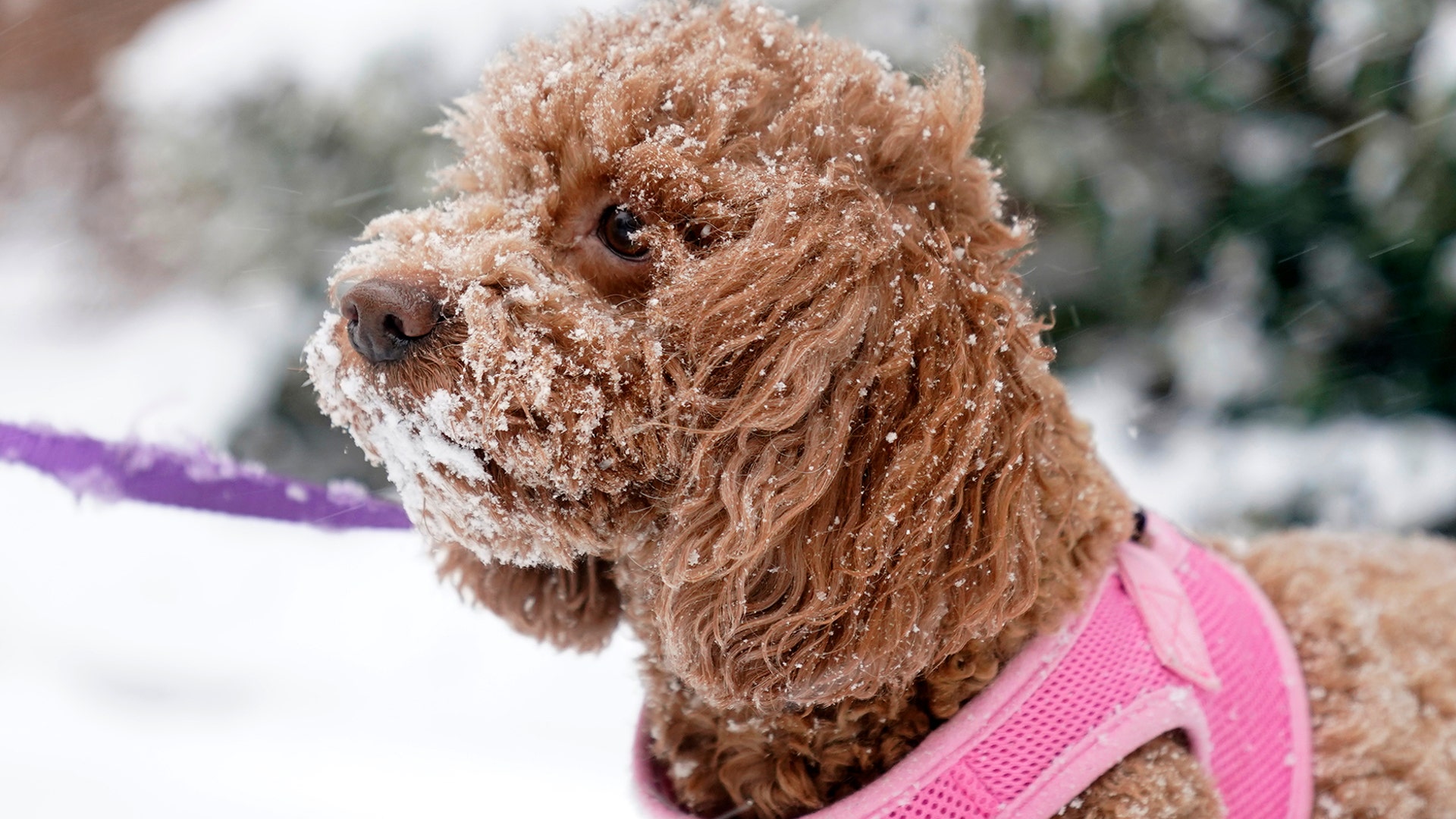 A cockapoo named Maddie enjoyed the snow in Hoboken, N.J., Monday, Feb. 1, 2021. Snowfall is picking up in the Northeast as the region braced for a whopper of a storm that could dump well over a foot of snow in many areas, create blizzard-like conditions and cause travel problems for the next few days. (AP Photo/Seth Wenig)