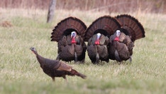 Amid wild turkey sightings, Massachusetts town shares tips for fending off 'intimidating' fowl
