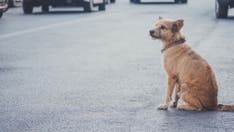 Texas dog lost since before 2017's Hurricane Harvey reunited with family