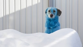 Dogs are mysteriously turning blue and pink in Russian city