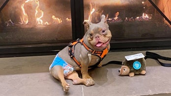 Dog with birth defect finally adopted after another family stood him up