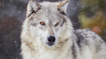 Wisconsin wolf hunters exceed state's quota by almost double during abbreviated hunt, DNR confirms