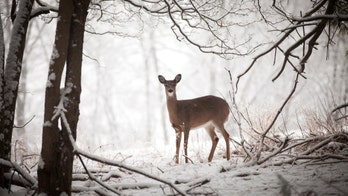 New York extends hunting season by 1 week for 'Holiday Deer Hunt'