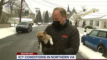 Adorable puppy interrupts DC TV reporter's live shot: 'I'll keep an eye on her'
