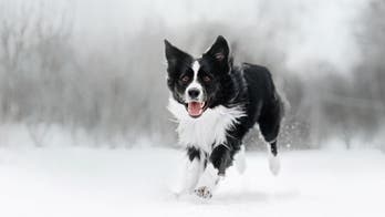 Tennessee man leaves $5 million to dog in his will: 'She’s a good girl'