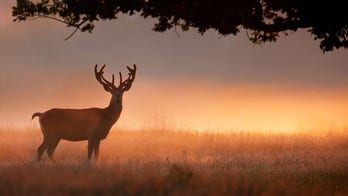 New York hunter sets new state record after tracking deer for almost a full year