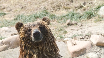 Wyoming senator pushes bill to let states regulate grizzly populations after Haaland's flub at hearing