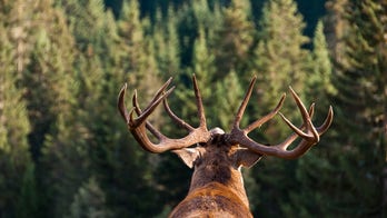 NY hunter harvests highest scoring buck ever in New York State