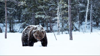 Alaska woman visits outhouse, bear takes a bite out of her backside: report