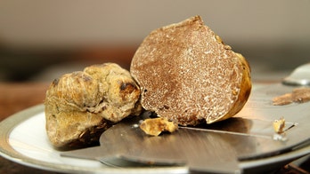 White truffle 'orchards' may help bring pricy pasta topping to the masses, French researchers say