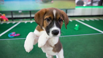 Puppy Bowl 2021 winner recap: Underdogs of Team Ruff were very good boys