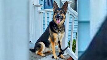 Rescue dog saves owner after stroke: ‘She is my hero’