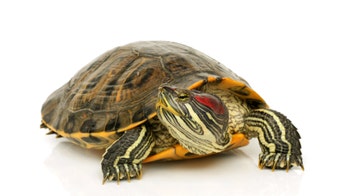 Salmonella outbreak in Pennsylvania linked to this: officials