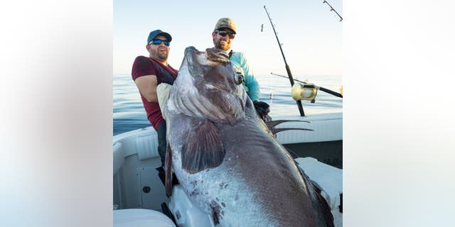 The two anglers reportedly reeled in the fish in less than a half hour. (BlacktipH Fishing Show)