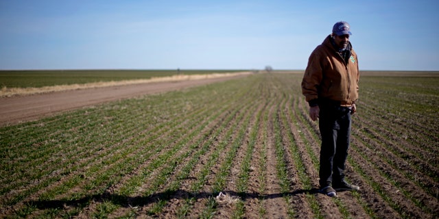 In this Jan. 13, 2021 file photo, Rod Bradshaw stands in a field of wheat on his farm near Jetmore, Kan. (AP Photo/Charlie Riedel File)