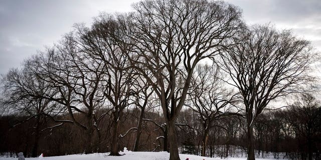 People walk their dogs in the snow-covered Long Meadow in Prospect Park, 화요일, 2 월. 9, 2021, in the Brooklyn borough of New York. (AP Photo/Wong Maye-E)