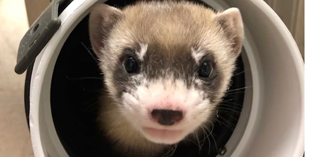 In this photo provided by the US Fish and Wildlife Service, Elizabeth Ann, the first cloned black-legged ferret and the very first endangered American species to be cloned, at 50 days old on January 29, 2021. Scientists have cloned the first American species endangered.  , a black-footed ferret duplicated from the genes of an animal that died more than 30 years ago.  They hope the slinky predator named Elizabeth Ann and her descendants improve the genetic diversity of a species once thought to be extinct but bred in captivity and successfully reintroduced into the wild.  (US Fish and Wildlife Service via AP)