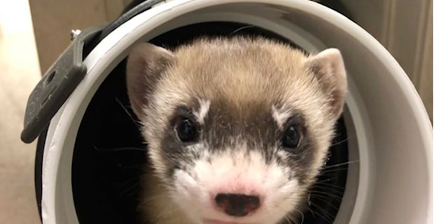 In this photo provided by the U.S. Fish and Wildlife Service is Elizabeth Ann, the first cloned black-footed ferret and first-ever cloned U.S. endangered species, at 50 days old on Jan. 29, 2021. Scientists have cloned the first U.S. endangered species, a black-footed ferret duplicated from the genes of an animal that died over 30 years ago. They hope the slinky predator named Elizabeth Ann and her descendants will improve the genetic diversity of a species once thought extinct but bred in captivity and reintroduced successfully to the wild. (U.S. Fish and Wildlife Service via AP)