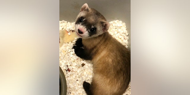 In this photo provided by the US Fish and Wildlife Service, Elizabeth Ann, the first cloned black-legged ferret and the first endangered American species to be cloned, at the age of 48 days on January 27, 2021. Scientists have cloned the first endangered American species.  , a black-footed ferret duplicated from the genes of an animal that died more than 30 years ago.  They hope the slinky predator named Elizabeth Ann and her descendants improve the genetic diversity of a species once thought to be extinct but bred in captivity and successfully reintroduced into the wild.  (US Fish and Wildlife Service via AP)