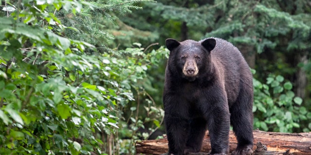 This image shows an American black bear standing on logs while looking at a camera. 