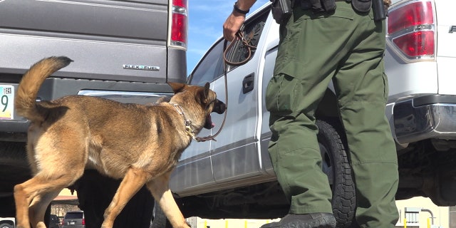 Phagan's K-9 Amanda, as well as the other dogs in the Yuma program, are trained to find concealed people and detect controlled substances like cocaine, heroin, methamphetamines, ecstasy and marijuana.