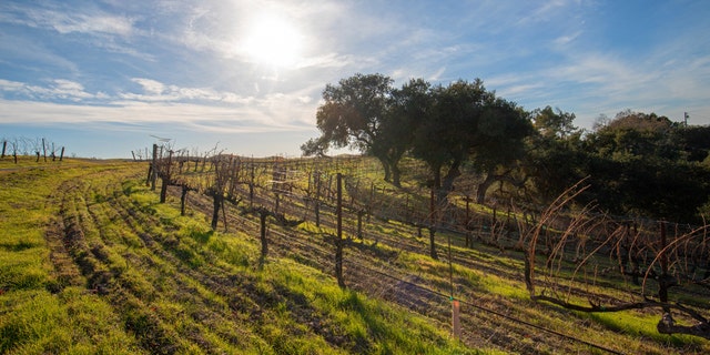 Santa Maria Valley, known for its vineyards and wineries, gives $ 100 to visitors who stay at least two nights.  (iStock)