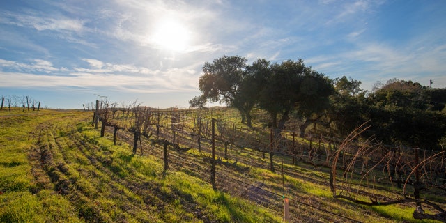 Santa Maria Valley, known for its vineyards and wineries, gives $ 100 to visitors who stay at least two nights.  (iStock)