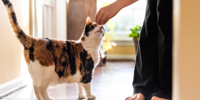 calico kitty