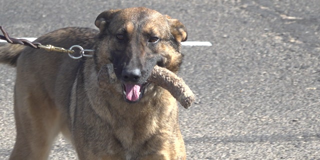 Once they’ve passed the test, they’ll get to work. Many will be patrolling checkpoint stations.
