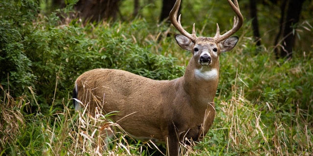 Ohio hunters harvested 197,735 white-tailed deer over the 2020-2021 season. (iStock)
