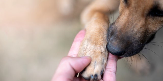 A future service dog was given a send-off party this week to celebrate how she supported emergency room staff during the most challenging times of the coronavirus pandemic over the last year. (iStock)