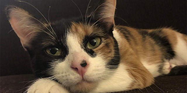 A retiree's cat — looking very much like the one shown here — reportedly helped ward off two would-be robbers in Belden, Mississippi, last month.