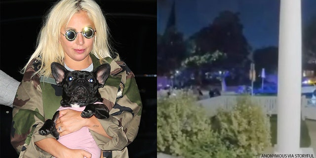 Lady Gaga with her dog Asia (L) and the scene where her other two dogs were stoledn (R). 