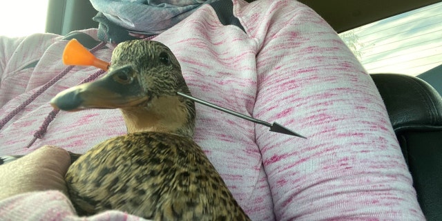 "The dart actually entered just below her eye, so had it been a few millimeters back she would have lost her eye," said?Dr. Karlee Hondo-Rust of Treasure Valley Veterinary Hospital.