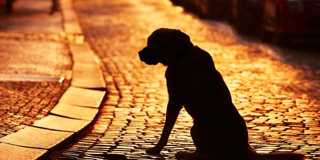 A man and his dog were separated in October after an explosion destroyed their Baltimore home. They were finally reunited last week. (iStock)