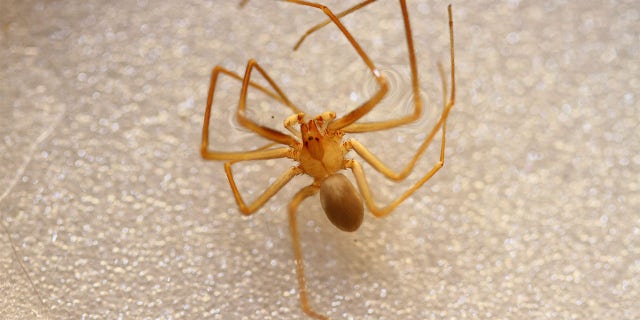 The Mediterranean recluse spider has necrotic venom that can cause minor skin irritation to tissue death, according to experts. - File Photo