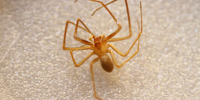 The Mediterranean recluse spider has necrotic venom that can cause minor skin irritation to tissue death, according to experts. - File Photo