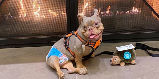 Jack, a 9-month-old American Bully with Spina Bifida, was finally adopted this week, after he was stood up by a potential adopter last month.
