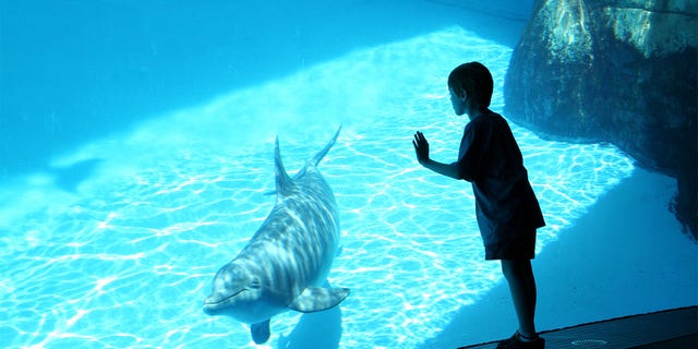 boy and dolphin