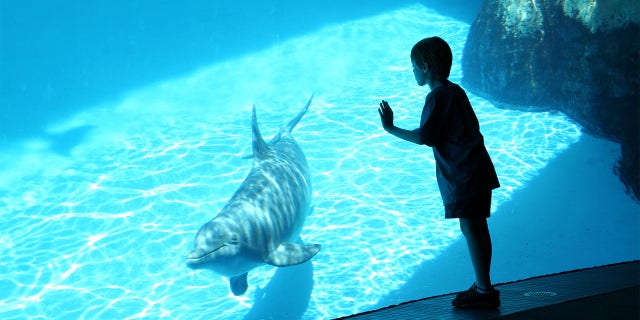 boy and dolphin