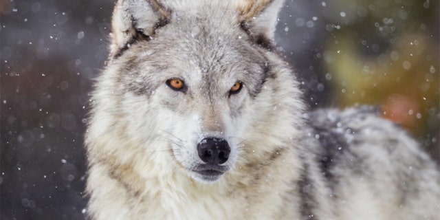 As of 3 p.m. on Thursday, the Wisconsin DNR confirmed that quotas had been exceeded in all six hunting zones, for a total of 216 wolves taken — a number far exceeding the 119 limit originally set by the DNR.
