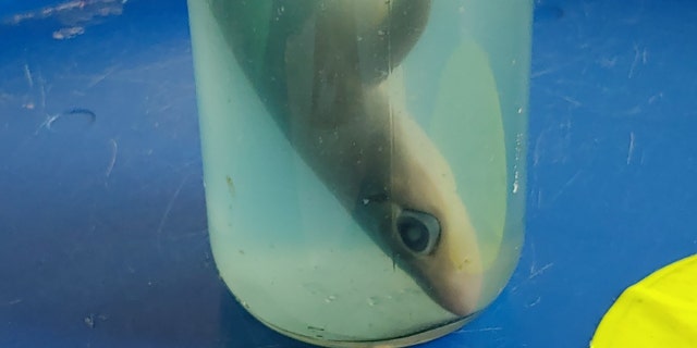 TSA officers relieved a traveler at Syracuse Hancock International Airport of his dead baby shark, which was found floating in a chemical preservative deemed to be too dangerous for air travel.