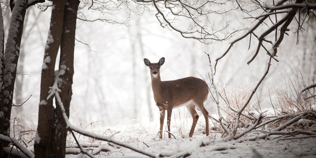 The New York DEC announced Wednesday that it is adding one week to the late bow and muzzleloader hunting seasons, starting Dec. 26, 2021 through Jan. 1, 2022. (iStock)