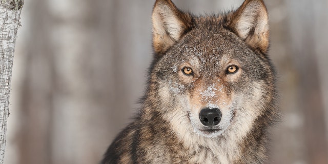 Gray wolves, Eastern wolves (AKA Timber wolves) and red wolves are three wolf species that are found in North America, according to the U.S. Fish and Wildlife Service.