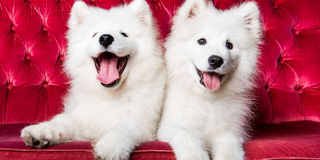 two dogs sitting on red couch