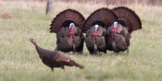 "We want our residents to be safe and mindful of the steps they can take to ward off aggressive wild turkeys," said Animal Control Officer Steve Kavanaugh. 